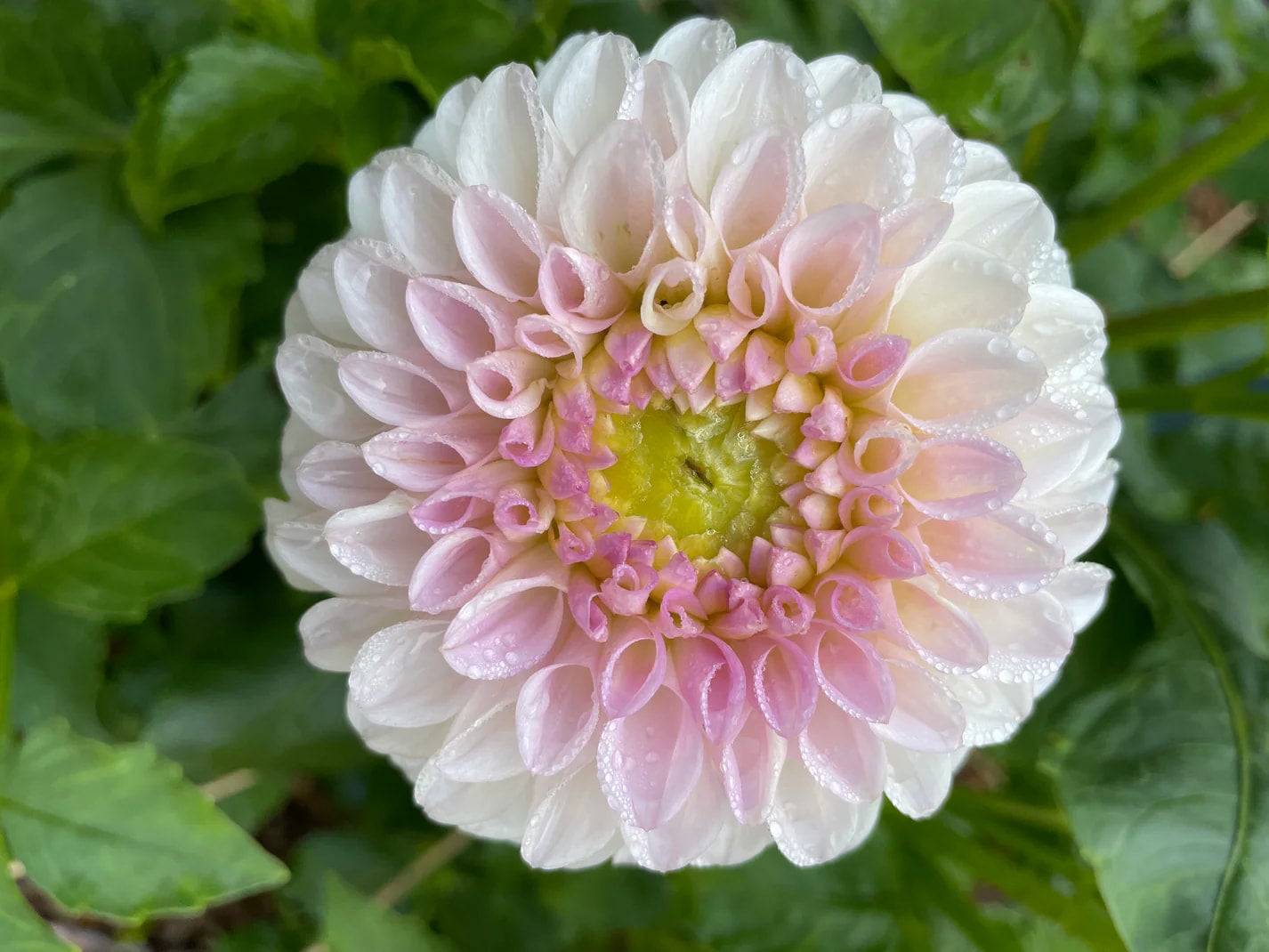 Dahlia Tuber Pink Pearl Dahlia And Vine Flower Farm